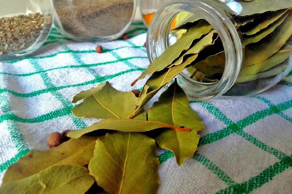 Alloro sulla porta di casa: cosa accade davvero quando appendi le sue foglie all’ingresso?