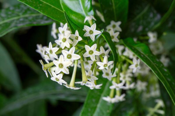 Non capivo perché il gelsomino notturno profuma solo al tramonto: ora so cosa accade davvero