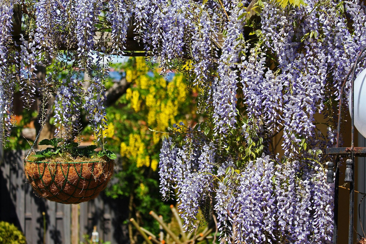 Non ne potevo più di quel muro anonimo: le 7 rampicanti che l’hanno reso uno spettacolo