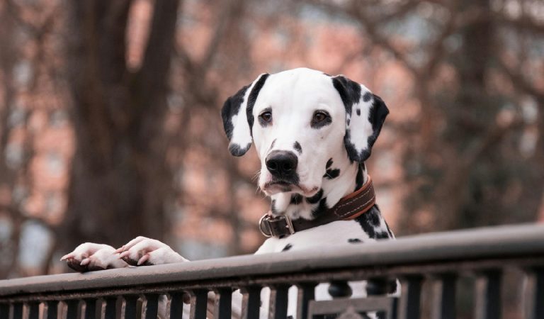 Da quando ho animali scelgo con attenzione le piante in casa: la lista che nessuno ti dà mai