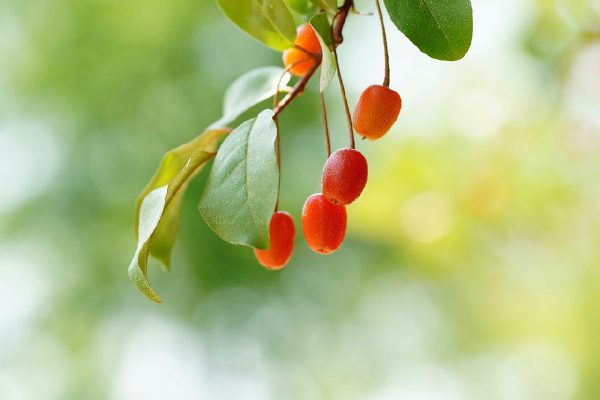 Quando il tiglio selvatico fiorisce a giugno: il profumo che trasforma viali e boschi italiani